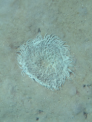 Heteractis aurora