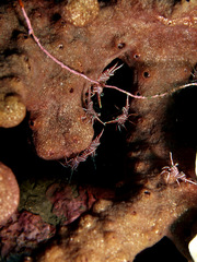 Rhynchocinetes durbanensis