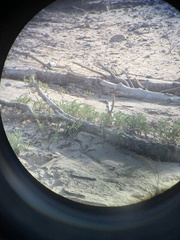 Tanacetum bipinnatum