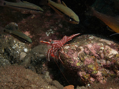 Rhynchocinetes durbanensis