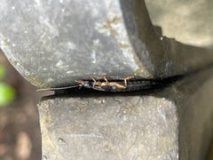 Cranopygia