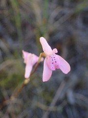 Disa inflexa