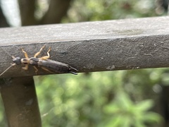 Cranopygia