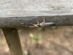 Cranopygia