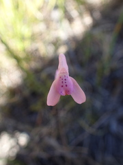 Disa inflexa
