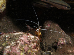 Bopyridae