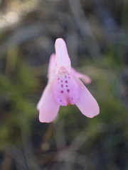 Disa inflexa