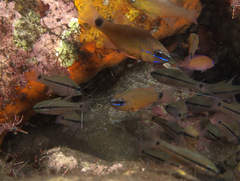 Ostorhinchus fleurieu