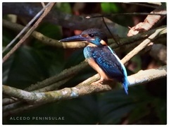 Alcedo peninsulae