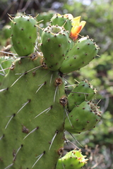 Opuntia lasiacantha