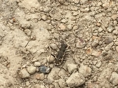 Neocicindela tuberculata