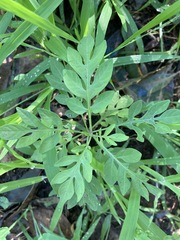 Solanum seaforthianum