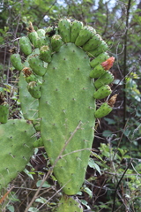 Opuntia lasiacantha