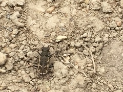 Neocicindela tuberculata