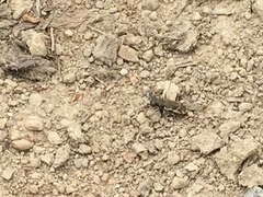 Neocicindela tuberculata