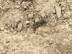 Neocicindela tuberculata