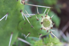 Opuntia lasiacantha
