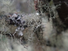 Usnea ciliifera