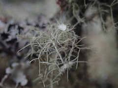 Usnea ciliifera