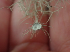 Usnea ciliifera