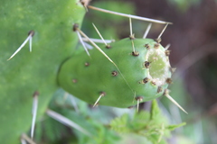 Opuntia lasiacantha