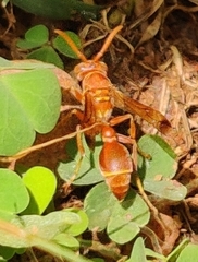 Ropalidia marginata marginata