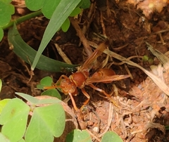 Ropalidia marginata marginata