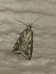 Loxostege munroealis