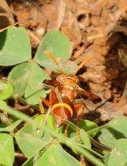 Ropalidia marginata marginata