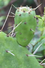 Opuntia lasiacantha