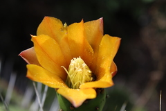 Opuntia lasiacantha