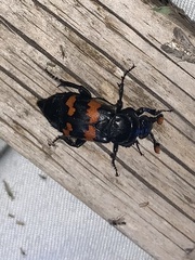 Nicrophorus investigator