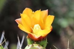 Opuntia lasiacantha