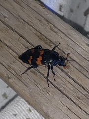 Nicrophorus investigator