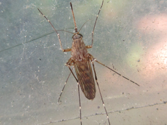 Aedes koreicus