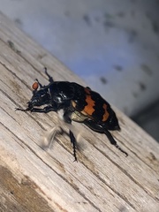 Nicrophorus investigator