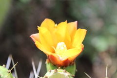 Opuntia lasiacantha