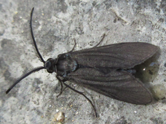 Balataea funeralis