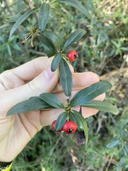 Pyracantha crenulata