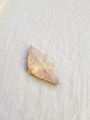 Tetracis cervinaria