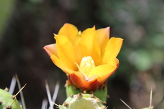 Opuntia lasiacantha