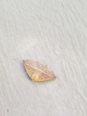 Tetracis cervinaria