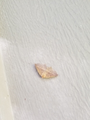 Tetracis cervinaria