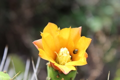 Opuntia lasiacantha