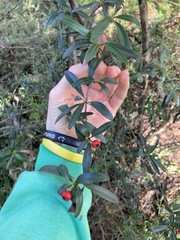 Pyracantha crenulata