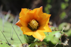 Opuntia lasiacantha