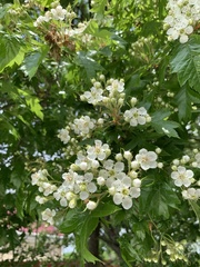 Crataegus pinnatifida