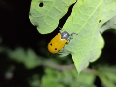 Lachnaia sexpunctata