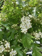 Crataegus pinnatifida