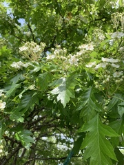 Crataegus pinnatifida